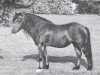 Deckhengst Criban Old Oak (Welsh Mountain Pony (Sek.A), 1966, von Bowdler Beethoven)