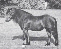 Deckhengst Criban Old Oak (Welsh Mountain Pony (Sek.A), 1966, von Bowdler Beethoven)