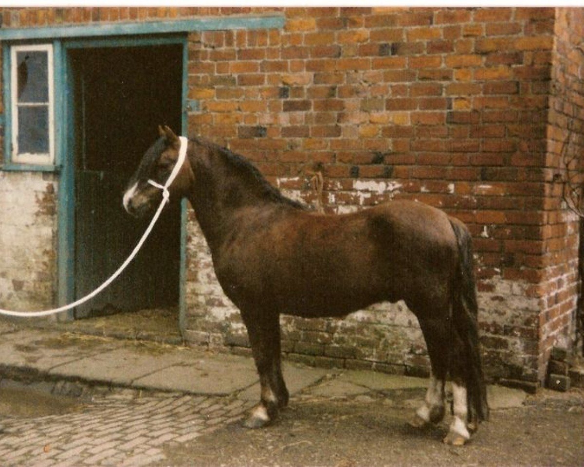 stallion Criban King Bee (Welsh mountain pony (SEK.A), 1969, from Criban King Harry)