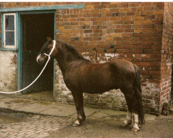 Deckhengst Criban King Bee (Welsh Mountain Pony (Sek.A), 1969, von Criban King Harry)