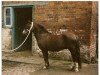 Deckhengst Criban King Bee (Welsh Mountain Pony (Sek.A), 1969, von Criban King Harry)