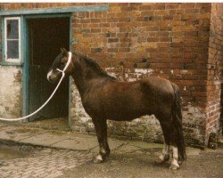 Deckhengst Criban King Bee (Welsh Mountain Pony (Sek.A), 1969, von Criban King Harry)