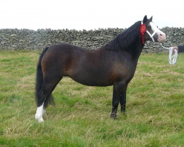 horse Brynrodyn Ceri (Welsh mountain pony (SEK.A), 2007, from Cwmhendy Buster)