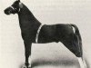 stallion Criban Shot (Welsh mountain pony (SEK.A), 1920, from Criban Kid)