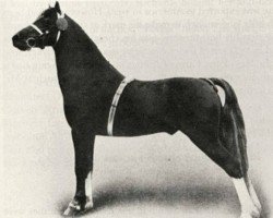 stallion Criban Shot (Welsh mountain pony (SEK.A), 1920, from Criban Kid)