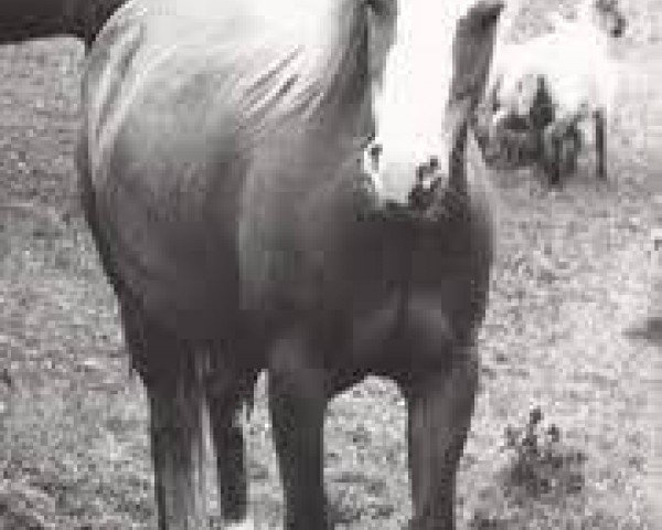 broodmare Criban Old Story (Welsh mountain pony (SEK.A), 1969, from Criban King Harry)