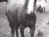 broodmare Criban Old Story (Welsh mountain pony (SEK.A), 1969, from Criban King Harry)