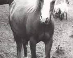 Zuchtstute Criban Old Story (Welsh Mountain Pony (Sek.A), 1969, von Criban King Harry)