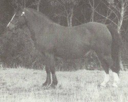 horse Criban Flash Flora (Welsh mountain pony (SEK.A), 1973, from Sunrising Polestar)