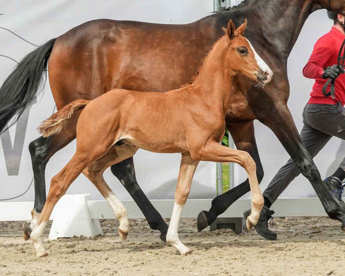 dressage horse HeidkatenHof's Bennetton (Westphalian, 2024, from Gut Wettlkam’s Bowmore)