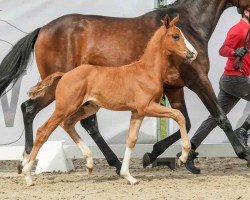 foal by HeidkatenHof's Bennetton (Westphalian, 2024, from Gut Wettlkam’s Bowmore)