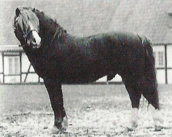 stallion Criban Brenin (Welsh mountain pony (SEK.A), 1977, from Cui Mi Lord)