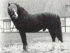 stallion Criban Brenin (Welsh mountain pony (SEK.A), 1977, from Cui Mi Lord)