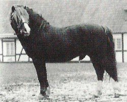 Deckhengst Criban Brenin (Welsh Mountain Pony (Sek.A), 1977, von Cui Mi Lord)