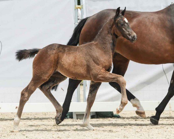 foal by Eclair (Westphalian, 2024, from Erste Sahne)