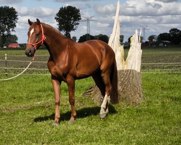 dressage horse Balou (Oldenburg, 2017, from Bonard de Charry)