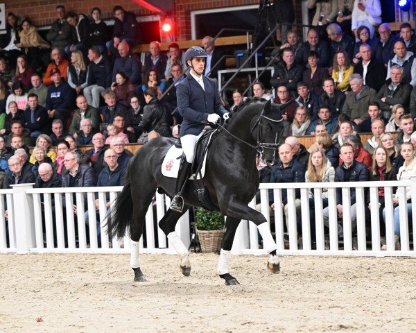 stallion Glamorous (Oldenburg, 2020, from Glamourdale)