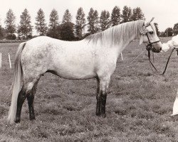 broodmare Godolphin Butterfly (Welsh mountain pony (SEK.A), 1967, from Chirk Caradoc)