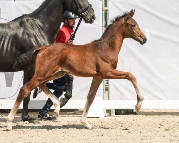 foal by Very Magic (Westphalian, 2024, from Viva Gold OLD)