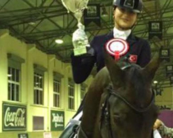 dressage horse Zayson F (KWPN (Royal Dutch Sporthorse), 2004, from Painted Black)