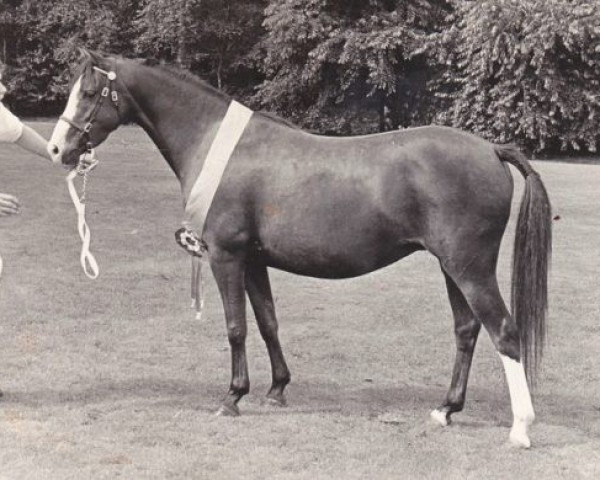 broodmare Twickel's Joy (Welsh-Pony (Section B), 1975, from Tetworth Massine)