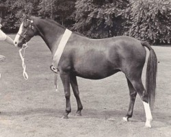 Zuchtstute Twickel's Joy (Welsh Pony (Sek.B), 1975, von Tetworth Massine)