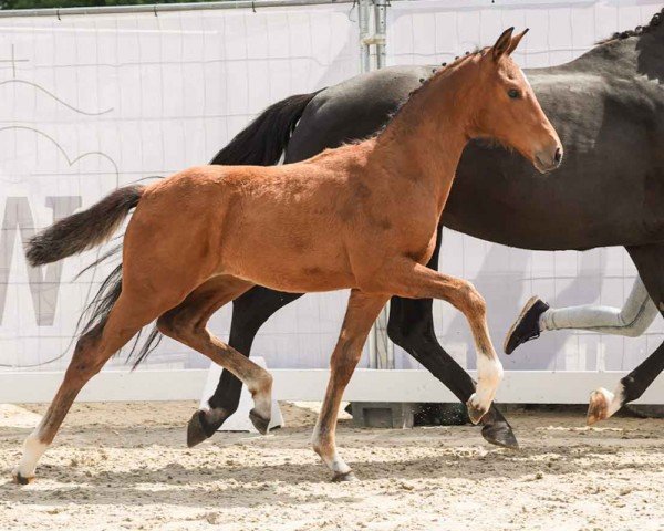 foal by Vräulein (Westphalian, 2024, from Vitalis)