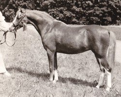 broodmare Tetworth Red Shoes (Welsh-Pony (Section B), 1973, from Tetworth Nijinski)