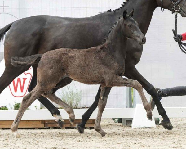 foal by Vivi Royal (Westphalian, 2024, from V-Power)