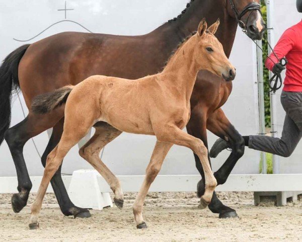 foal by Quidditch F (Westphalian, 2024, from Qandide)