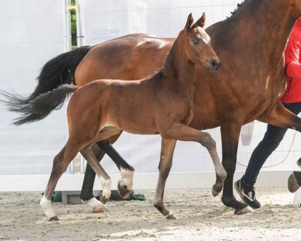 foal by Eastside (Westphalian, 2024, from Escaneno)