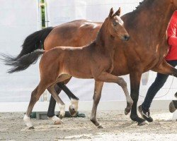 foal by Eastside (Westphalian, 2024, from Escaneno)