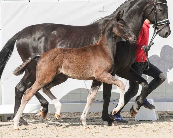 foal by Dwintello (Westphalian, 2024, from Destello OLD)