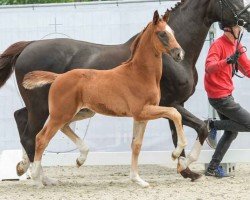 foal by Freiherr (Westphalian, 2024, from Freigeist)