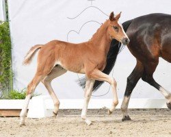 foal by Be my Lover K (Westphalian, 2024, from Callaho's Benicio)