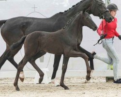 foal by Fifty (Westphalian, 2024, from Fortunio)