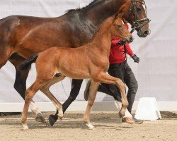 Fohlen von Gravity (Westfale, 2024, von Glamdale WP NRW)