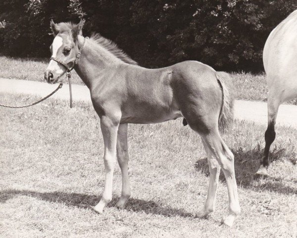 horse Twickel's Troubadour (Welsh-Pony (Section B), 1975, from Askan)