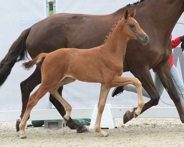 foal by Snickers (Westphalian, 2024, from Sir Heinrich OLD)