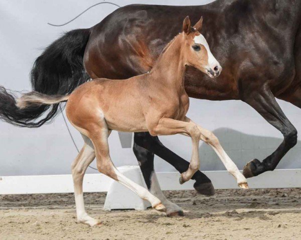 foal by Escalibur (Westphalian, 2024, from Escamillo)