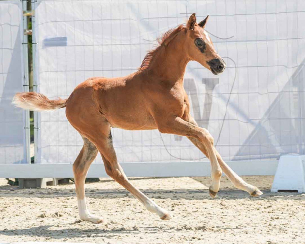 dressage horse Broadway (Westphalian, 2024, from Be my Dancer)