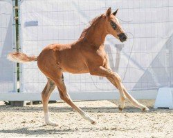 foal by Broadway (Westphalian, 2024, from Be my Dancer)