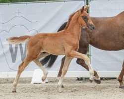 foal by Beau Esprit (Westphalian, 2024, from Bon Esprit)