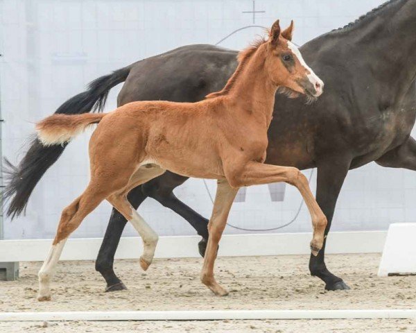 foal by Sally (Westphalian, 2024, from Sir Heinrich OLD)