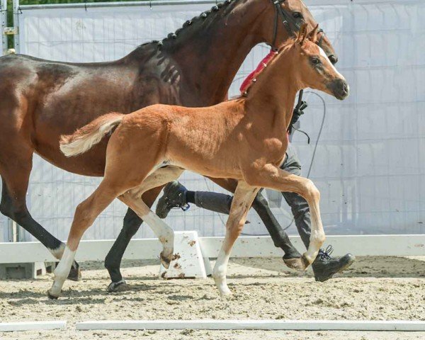 foal by Victory of Hearts (Westphalian, 2024, from Viva Gold OLD)