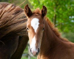 foal by Kintaro T (Oldenburg, 2024, from Kjento)