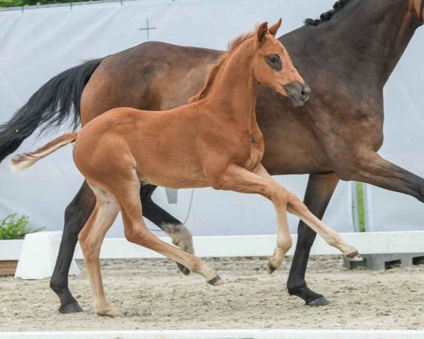 foal by Vaiana (Westphalian, 2024, from Viva Gold OLD)