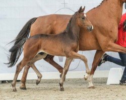 foal by Siegried (Westphalian, 2024, from Sebastino PS)