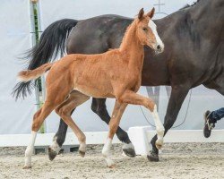 foal by Escalera (Westphalian, 2024, from Escaneno)