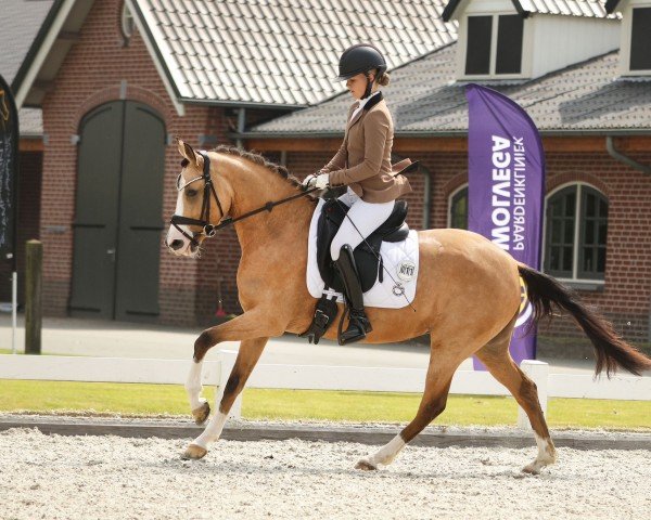 dressage horse Top Model 6 (German Riding Pony, 2020, from Top Champion)